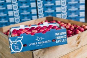 Fresh Manjimup Red Apples (1kg)