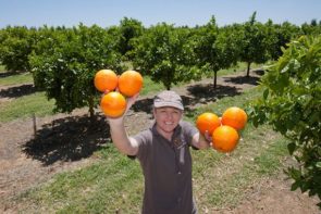 Local Midnight Late Season Oranges (1kg)