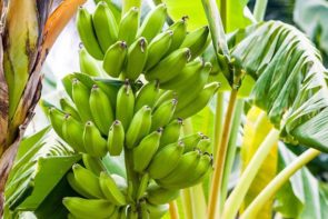 Mark’s favourite Cavendish Banana from Gino DiCarlo in Innisfail (1kg)