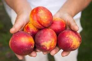 Nectarine from Pickering Brook (500g)