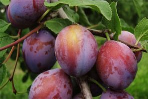 Local Plums (500gr)