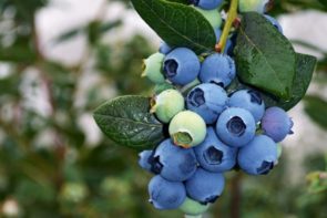 Blueberries (125g pack)
