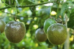 Passionfruit Local (500g)
