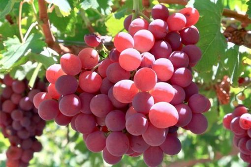 red fame seedless grapes