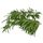 1 Stalk Rosemary