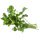 1 Small Bunch Coriander
