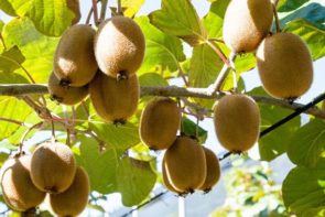 Gold Kiwi Fruit From Manjimup (10 piece)