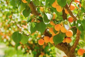 Local Apricots (500gr)