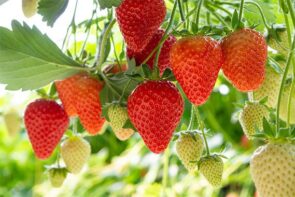 Local Strawberry (250g punnet)