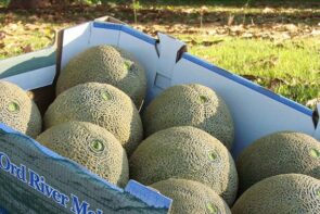 WA Grown Rockmelon (1 whole)
