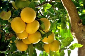 Grapefruit (1kg)