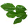 2.0 Each Kaffir Lime Leaves