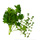 1.0 Small Bunch Flatleaf Parsley & Thyme